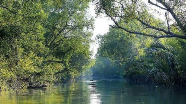 Initiatives taken for afforatration in Sundarbans