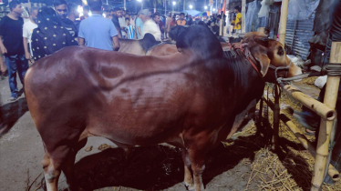 Cattle markets gain momentum in Khulna
