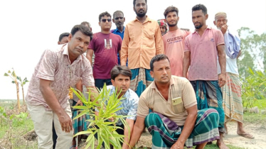 1,000 bamboo saplings planted on Brahmaputra banks