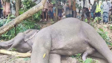 Wild elephant electrocuted in Teknaf