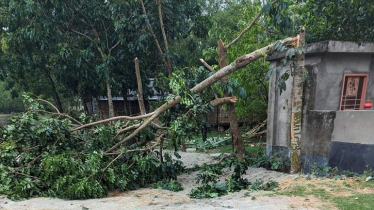 2.5-year-old child among 3 die in Thakurgaon storm
