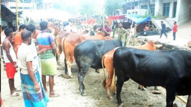 Sacrificial cattle sales gain momentum in capital