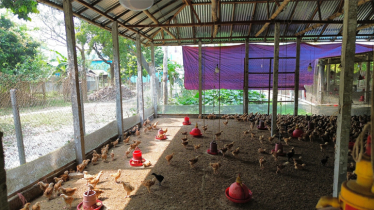 Scent of poultry farms getting to the locals in Pabna
