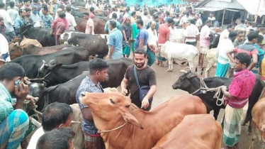 Ctg cattle markets abuzz at last moment