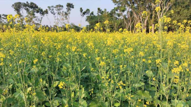 Farmers’ colorful dreams sway in the yellow Mustard blossoms In Paikgacha