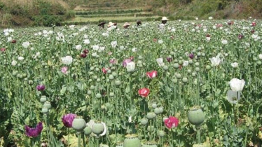 Myanmar facing challenges curbing opium boom
