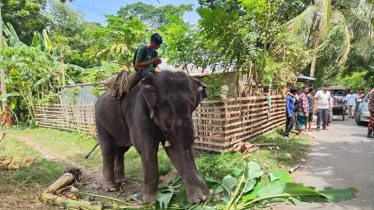 Two trampled to death by wild elephant in Chattogram