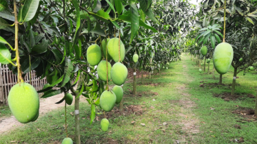 Rajshahi mango farmers benefit from high density plantation method