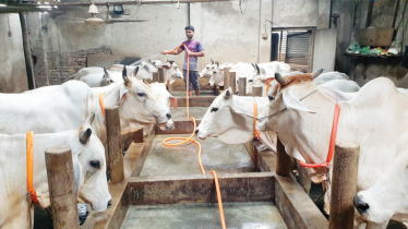Mirkadim’s white cow is old Dhaka residents’ top choice