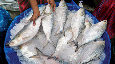 First consignment with 12 mts of hilsa exported to India