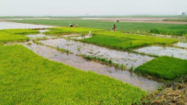 Boro cultivation booms in Meherpur, yet challenges loom for farmers