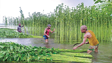 Bumper jute production likely in Narail