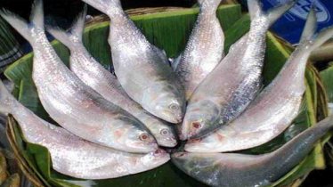 BD missing hilsa export target to India for Durga Puja since 2019