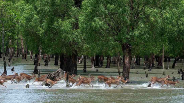 Mangrove reforestation to be initiated rivers & canals near Sundarbans