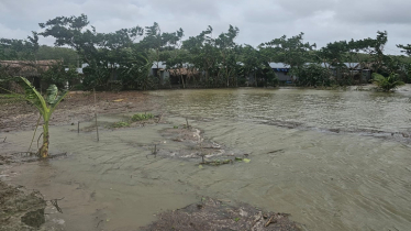 Crops land under threat due to heavy rain