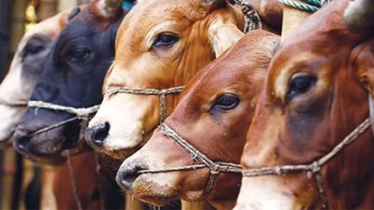 6 Brahman cows seized from Sadeeq Agro
