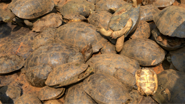 ’Ninja Turtle Gang’ disrupted: hundreds of tortoises rescued