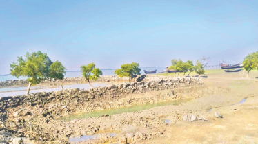 Shrinking mangroves leave  Banshkhali coast exposed