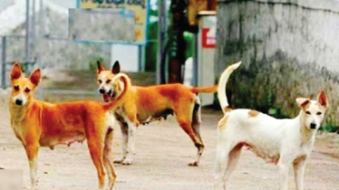 Repeated dog attacks create panic among people