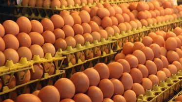 Govt permits import of 40.5 million eggs to stabilise market