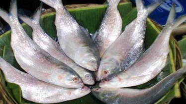 22-day ban on hilsa fishing begins tomorrow