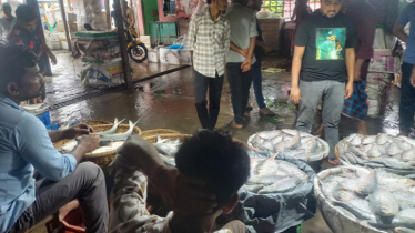 Hilsa prices remain high in Chandpur despite peak season, supply still low