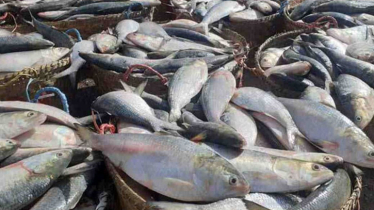 Hilsa prices hit record high in Chandpur ahead of 22-day fishing ban