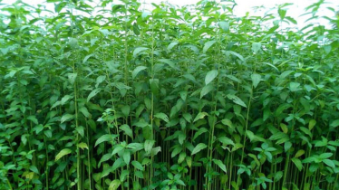 Jute harvesting is on in full swing in Manikganj