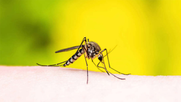 BNP demands launching mosquito control crash programme