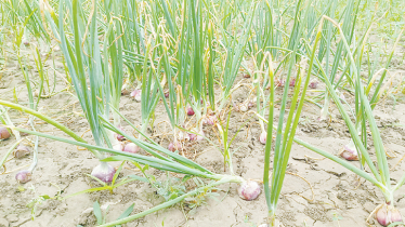 Summer onion cultivation thrives in Faridpur
