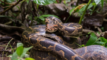 Indian python rescued in Munshiganj