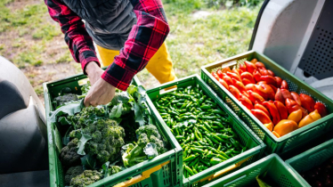 World food prices remain steady in August: FAO