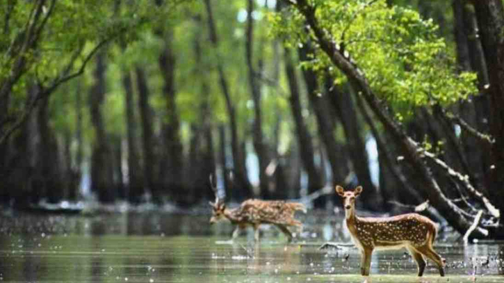 Nylon fence erected in 40 kms of Sundarbans to tackle human-wildlife conflict