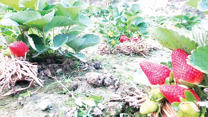 Strawberry cultivation brings success to agri-entrepreneurs