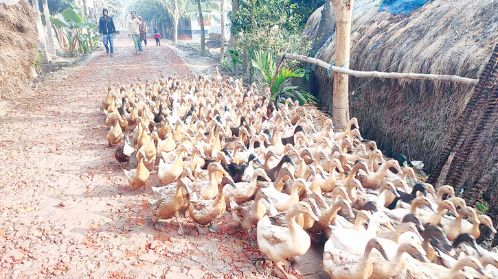 Duck farming delights many villagers in Sarsha 