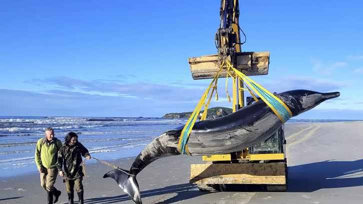 World’s rarest whale washes up on New Zealand beach