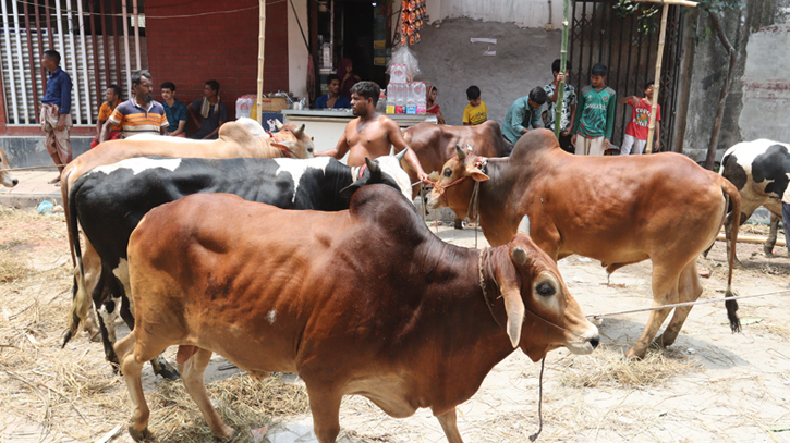 Managing sacrificial animal market challenge this time