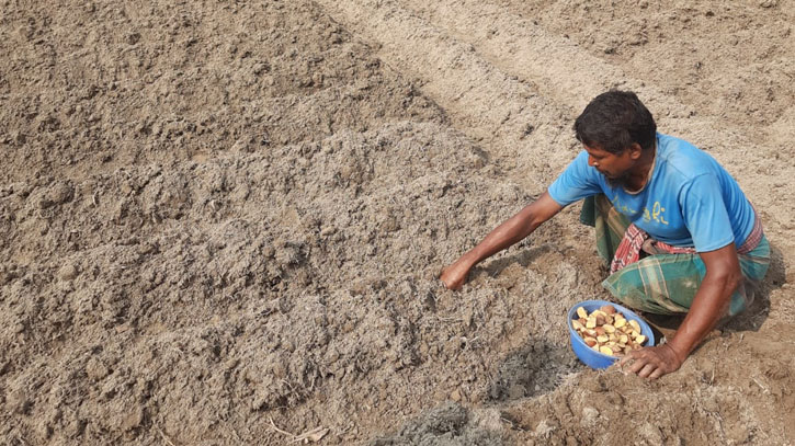 Potato Seed Crisis in Lalmonirhat; rising Costs Challenge Farmers