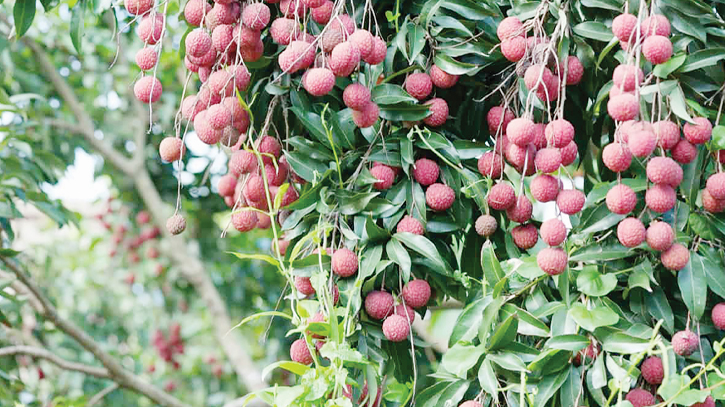 Farmers eye Tk 20cr sales amid record litchi yield