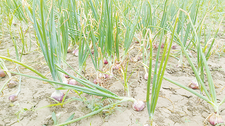 Summer onion cultivation thrives in Faridpur