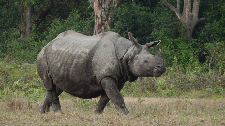 Indonesia arrests man for selling rhino horn via social media