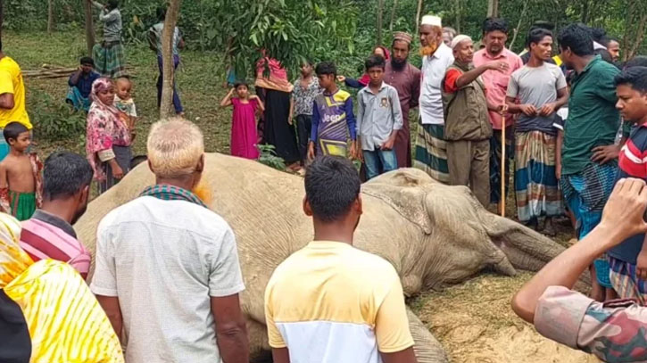 Wild elephant found dead in Sherpur