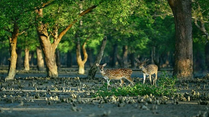 Sundarbans reopens after three months of conservation closure