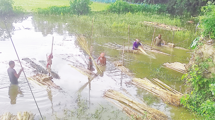 Bumper yield, fair price bring joy to jute farmers 