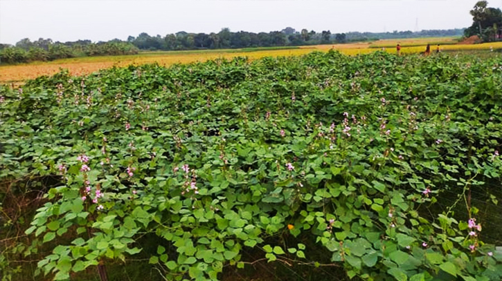 New variety bean cultivation brings smile to Rajshahi farmers