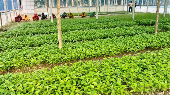 SCB, TMSS help 11,000 farmers adopt eco-friendly practices