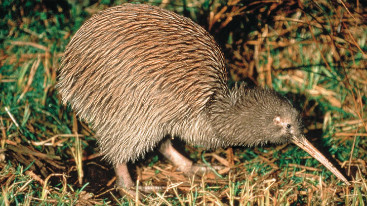 Flightless kiwi take to skies in N. Zealand conservation mission