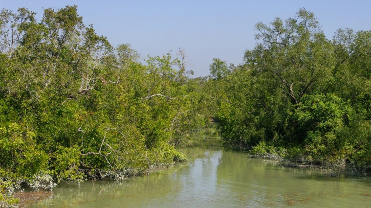 3-month ban on fishing, tourism in Sundarbans begins today