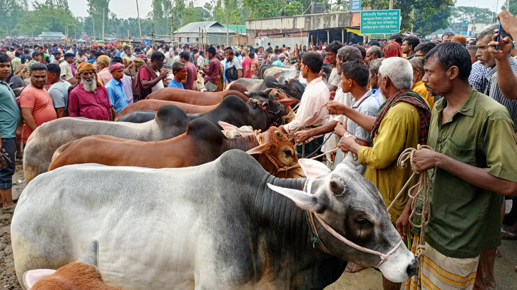 গাইবান্ধায় ঈদের হাট কাঁপাচ্ছে দেশী জাতের গরু