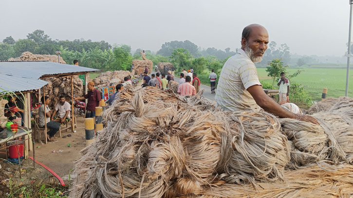 ৩৮০ কোটি টাকার পাট উৎপাদনের সম্ভাবনা গোপালগঞ্জে